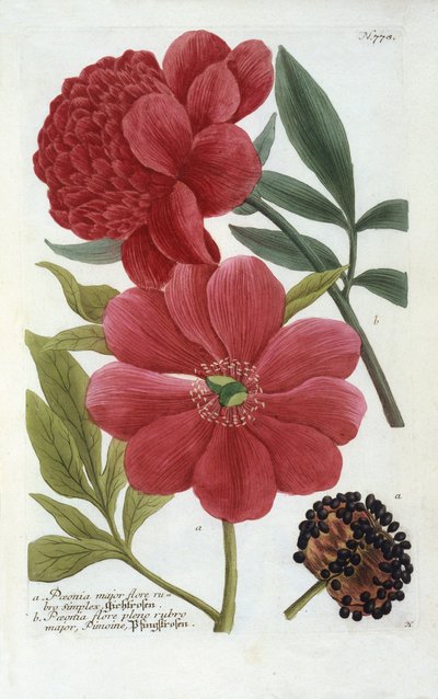 Paeonia from Johann Wilhelm Weinmann